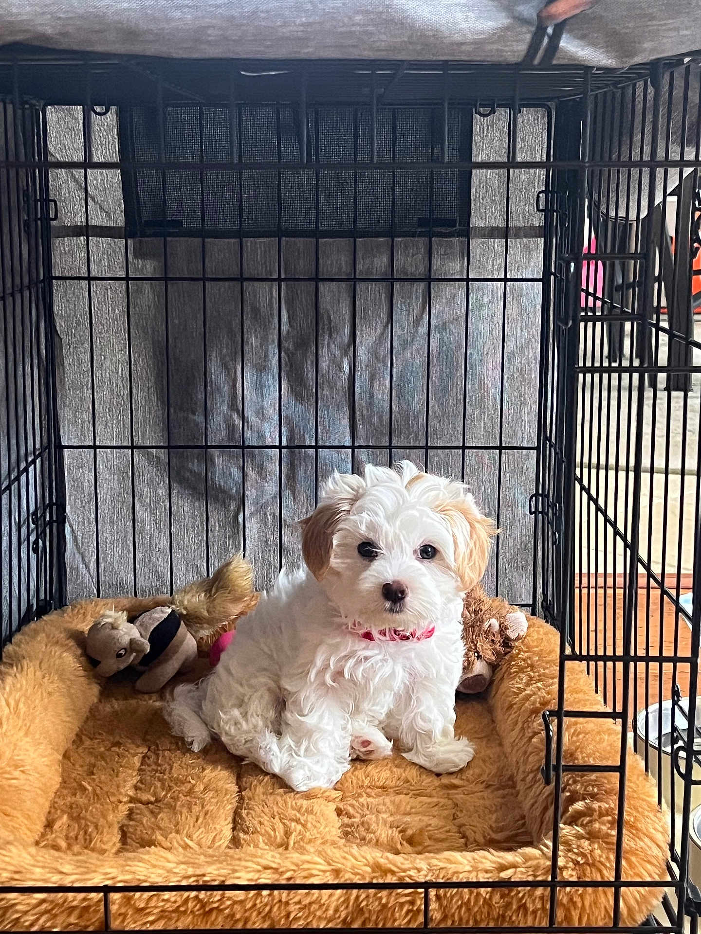Luna joined the competition — help win amazing prizes! puppy, dog, crate, dog_bed, plush_toy, white, curly_fur, pink_collar, indoor, pet, cute, small_dog, furniture, cozy, animal, cage, floor, toy, resting, young