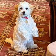 Luna is registered to the contest to win money with this photo: adorable, animal, carpet, collar, companion, curious, cute, dog, domestic_animal, floor, fluffy, friendly, fur, home, indoor, looking, pet, sitting, small_dog, white_dog