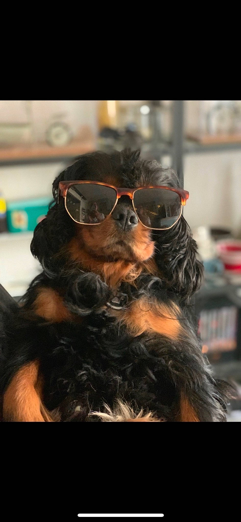 Harley a rejoint le concours — aidez-le/la à gagner de superbes lots ! beard, canidae, carnivore, companion_dog, dog, dog_breed, eyewear, facial_hair, fun, fur, glasses, goggles, hat, liver, personal_protective_equipment, snout, sporting_group, sunglasses, toy_dog, vision_care