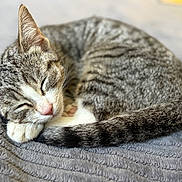Kali is registered to the contest to win money with this photo: cat, tabby, sleeping, curled_up, fur, whiskers, close_up, gray_blanket, pet, animal, cute, relaxed, cozy, indoor, domestic, mammal, resting, peaceful, soft, nap