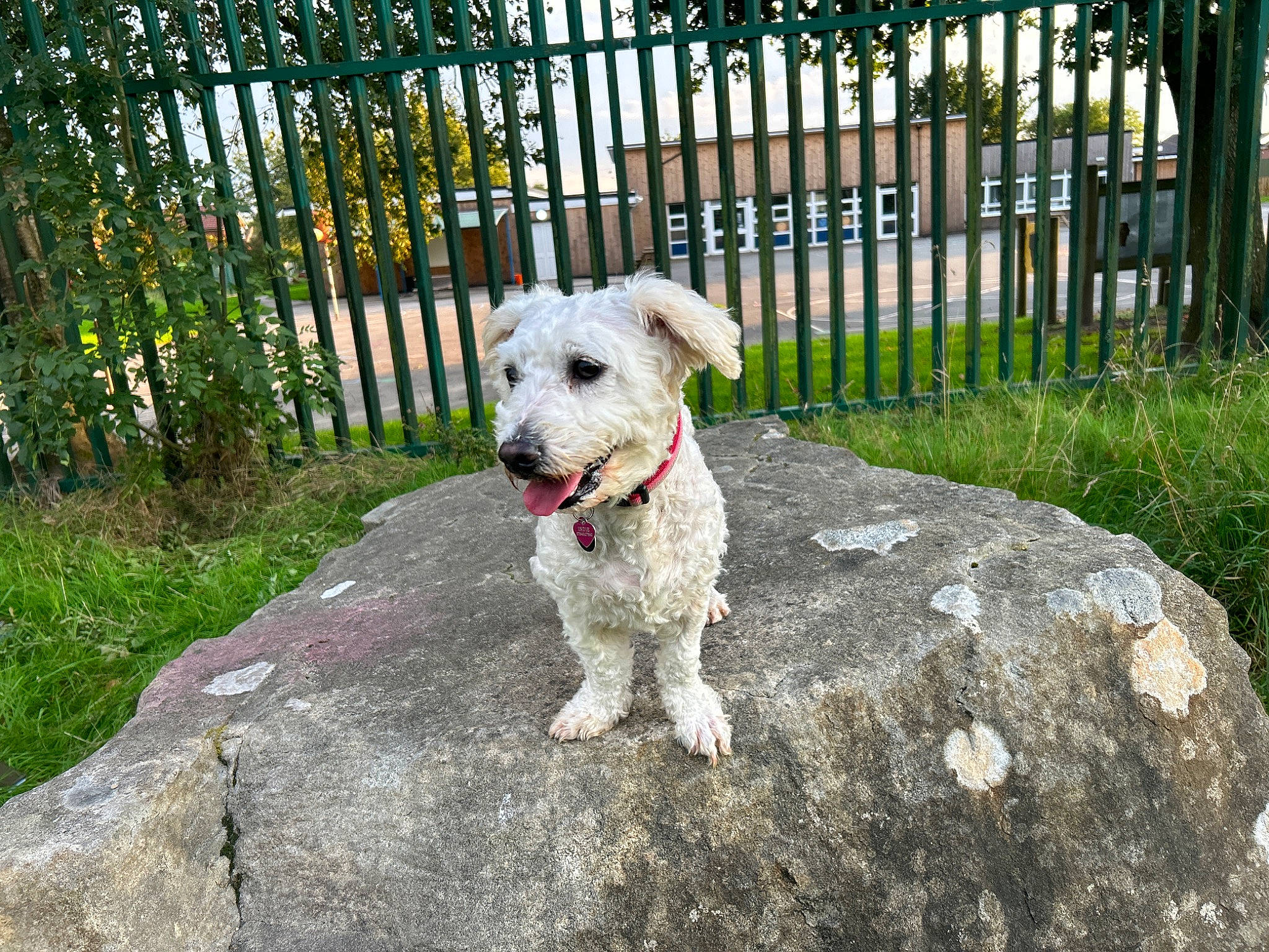 Indie joined the competition — help win amazing prizes! carnivore, collar, companion_dog, dog, dog_breed, dog_collar, dog_supply, fence, garden, grass, home_fencing, leash, pet_supply, plant, schnauzer, small_terrier, sporting_group, terrier, toy_dog, working_animal