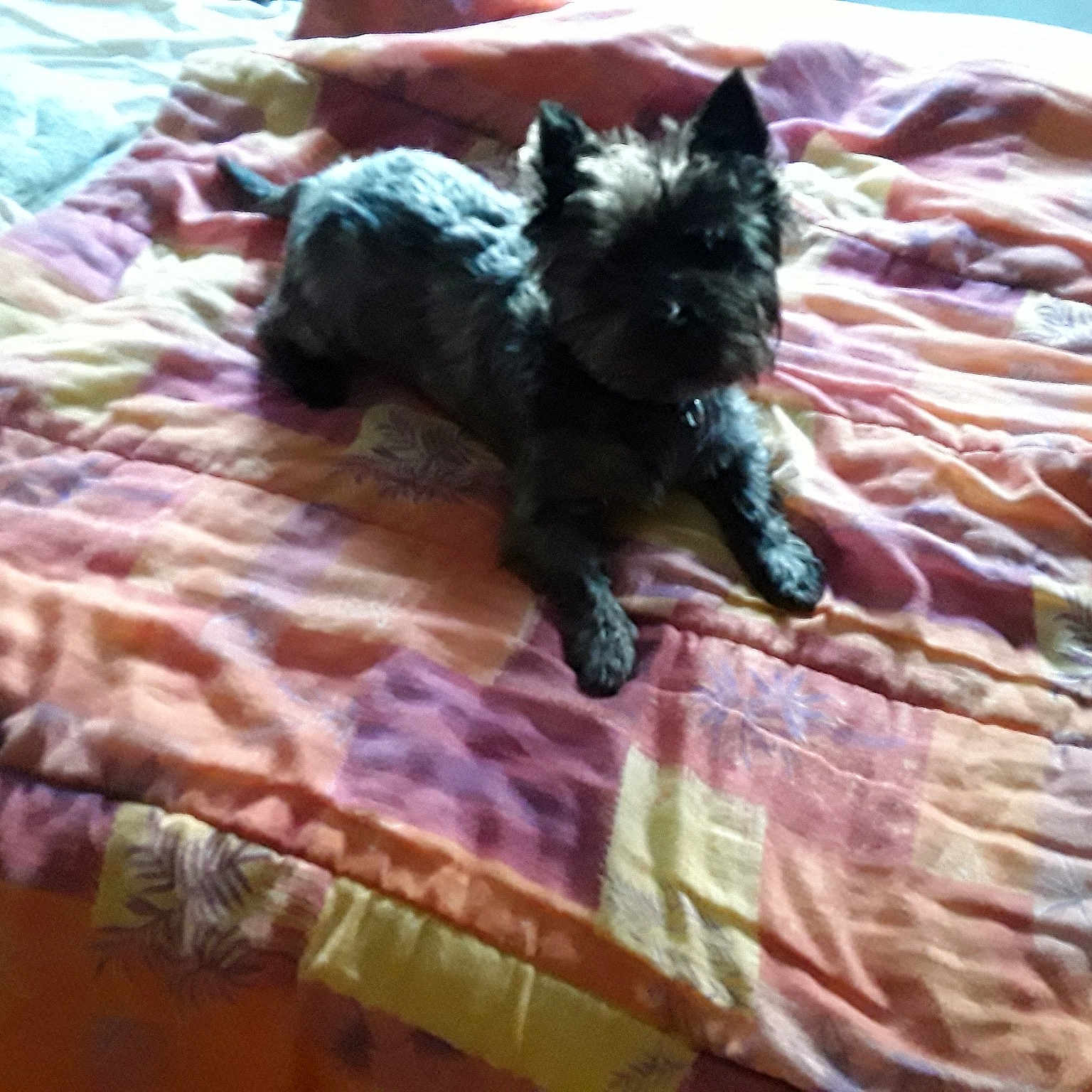 Rocx
