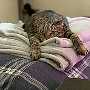 Spaz is registered to the contest to win money with this photo: cat, tabby, pet, animal, bed, blanket, plaid, indoor, cozy, feline, resting, fur, cute, claws, ears, whiskers, paws, relaxed, sleepy, home