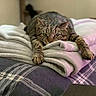 cat, tabby, pet, animal, bed, blanket, plaid, indoor, cozy, feline, resting, fur, cute, claws, ears, whiskers, paws, relaxed, sleepy, home
