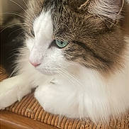 Poupouille a rejoint le concours — aidez-le/la à gagner de superbes lots ! cat, fluffy, green_eyes, close_up, lounging, wooden_chair, woven_seat, indoor, pet, feline, whiskers, calm, soft_fur, domestic_animal, resting, side_view, cute, animal_portrait, relaxed, natural_light