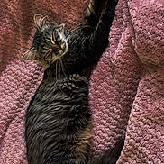 Mimi participe au concours pour gagner de l'argent avec cette photo : cat, tabby, stretching, feline, pet, fluffy, whiskers, ears, sleepy, relaxed, indoor, blanket, pink, textured, fur, animal, cute, cozy, resting, comfort