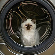 Amy participe au concours pour gagner de l'argent avec cette photo : kitten, cat, washing_machine, appliance, door, circular, metal, fur, indoor, curious, pet, animal, white, brown, cute, small, fluffy, home, drum, isolated