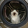 kitten, cat, washing_machine, appliance, door, circular, metal, fur, indoor, curious, pet, animal, white, brown, cute, small, fluffy, home, drum, isolated