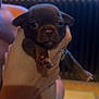 Aramis a rejoint le concours — aidez-le/la à gagner de superbes lots ! puppy, dog, brown_dog, small_dog, pet, animal, cute, hand, indoor, window, blinds, person, holding, face, closeup, young_animal, looking_at_camera, fingers, soft_light, cozy