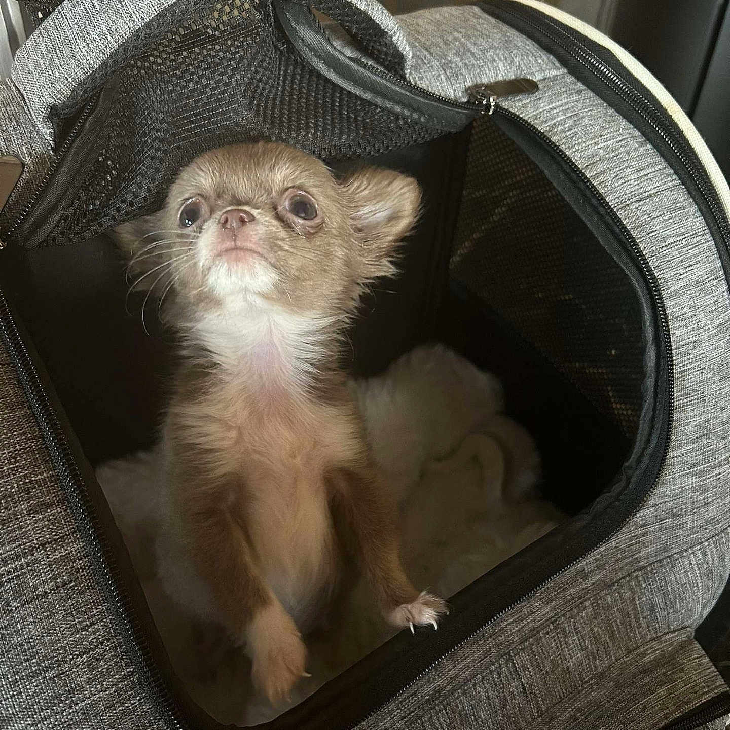 Venus a rejoint le concours — aidez-le/la à gagner de superbes lots ! animal, canine, cat, dog, dogbed, kitten, pet, puppy, rat, rodent