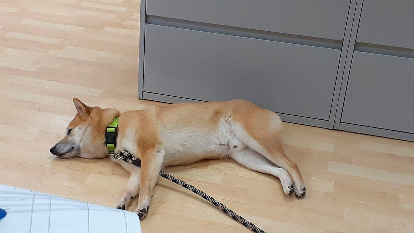 Hercules Aka Boobala joined the competition — help win amazing prizes! canidae, carnivore, collar, companion_dog, dog, dog_breed, dog_collar, dog_supply, fawn, flooring, hardwood, non_sporting_group, paw, pet_supply, snout, sporting_group, tail, wood, working_animal, working_dog