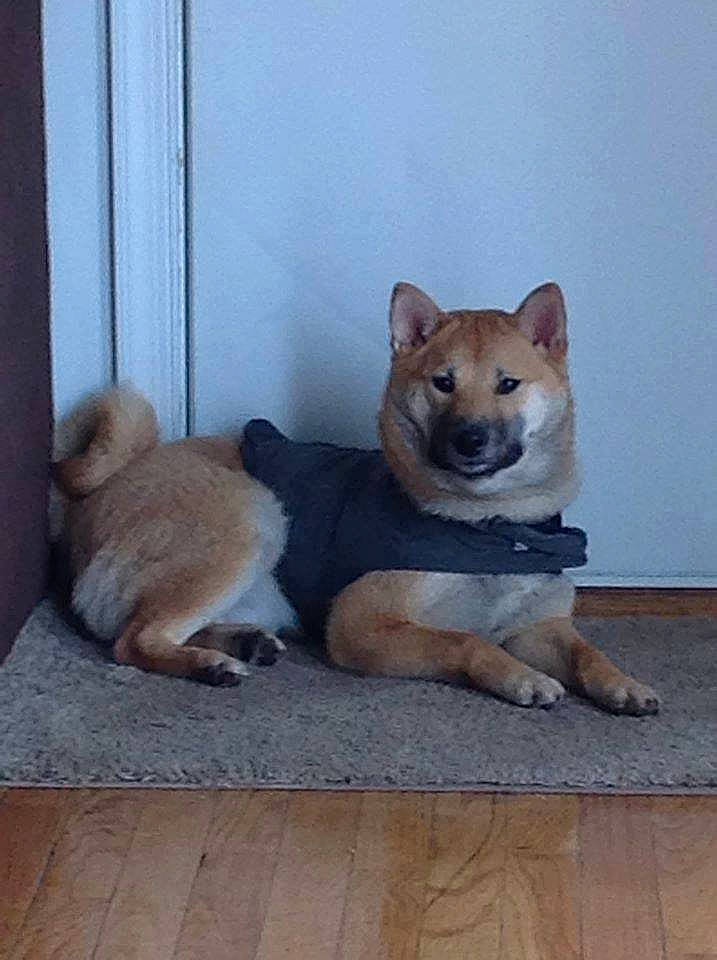 Hercules Aka Boobala joined the competition — help win amazing prizes! ancient_dog_breeds, canidae, canis, carnivore, companion_dog, curtain, dog, dog_breed, fawn, felidae, flooring, hardwood, snout, spitz, sporting_group, tail, terrestrial_animal, wildlife, wood, working_animal