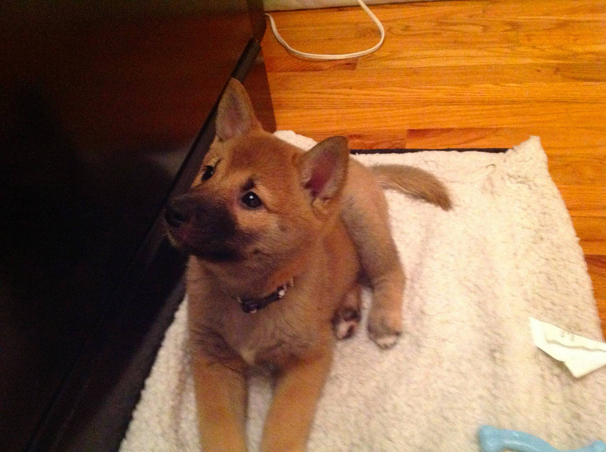 Hercules Aka Boobala is registered to the contest to win money with this photo: carnivore, comfort, companion_dog, dog, dog_breed, fawn, felidae, flooring, fur, hardwood, liver, snout, spitz, sporting_group, tail, terrestrial_animal, toy_dog, whiskers, wood, working_animal