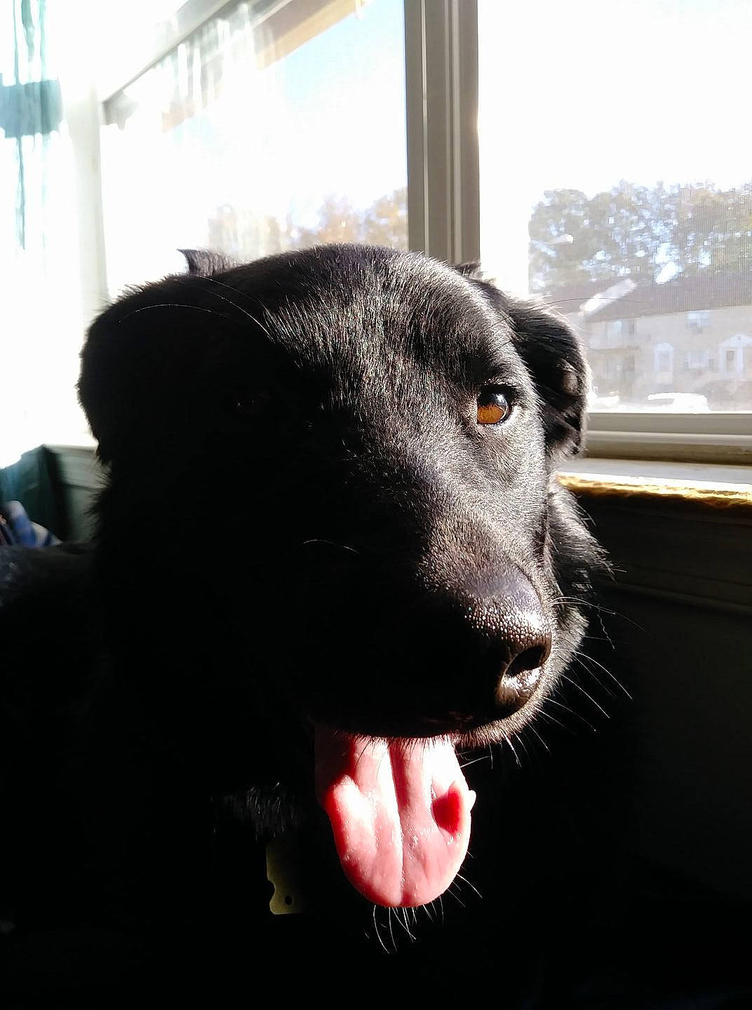 Bear joined the competition — help win amazing prizes! american_black_bear, bear, borador, canidae, carnivore, companion_dog, curtain, dog, dog_breed, fang, fur, guard_dog, jaw, non_sporting_group, snout, sporting_group, terrestrial_animal, whiskers, window, working_animal