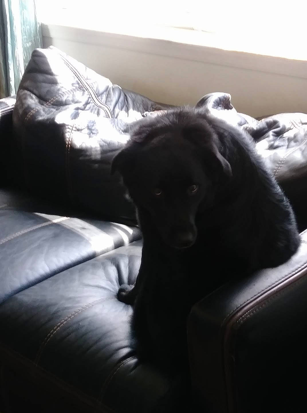 Bear joined the competition — help win amazing prizes! borador, carnivore, chair, comfort, companion_dog, couch, curtain, dog, dog_breed, flooring, grey, gun_dog, hardwood, living_room, retriever, room, snout, studio_couch, tints_and_shades, working_animal