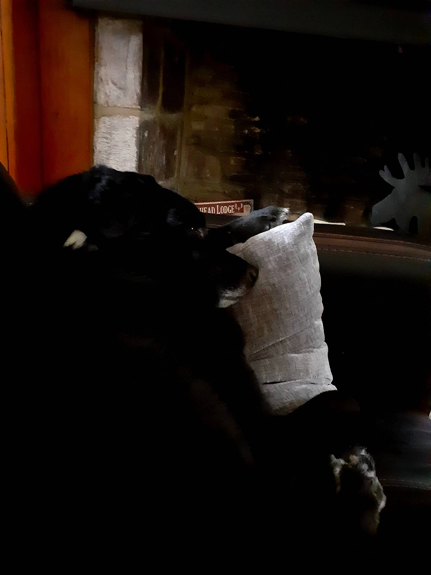 Bear is registered to the contest to win money with this photo: bedding, borador, comfort, companion_dog, couch, darkness, dog, dog_breed, flooring, fur, guard_dog, linens, monochrome_photography, pillow, room, shadow, throw_pillow, tints_and_shades, working_animal