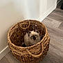 Kit is registered to the contest to win money with this photo: kitten, cat, basket, woven_basket, blue_eyes, fluffy, indoor, wooden_floor, curious, pet, animal, cute, small, feline, cozy, domestic, young, looking_up, flooring, home