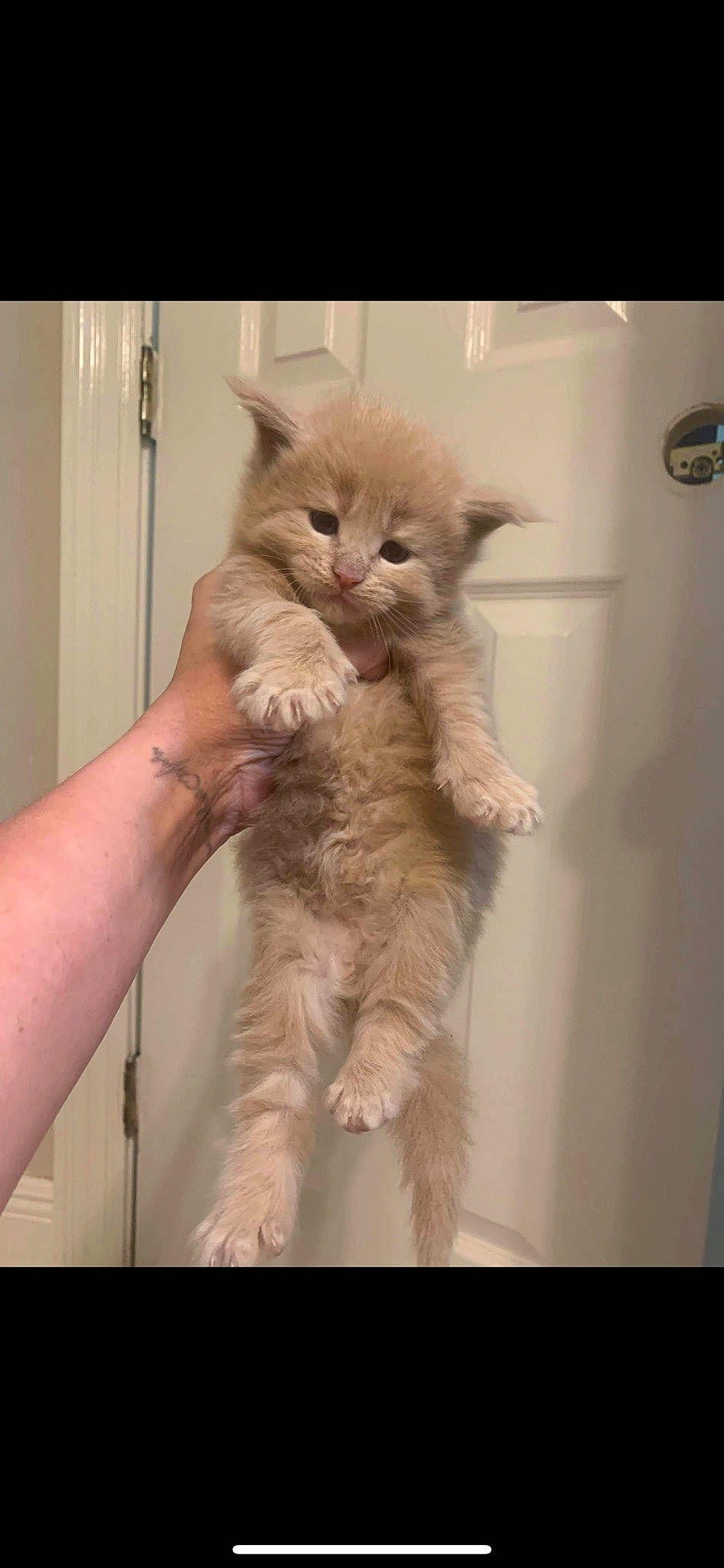 Freckles joined the competition — help win amazing prizes! carnivore, cat, claw, fawn, felidae, fur, liver, paw, peach, skin, small_to_medium_sized_cats, tail, vertebrate, whiskers