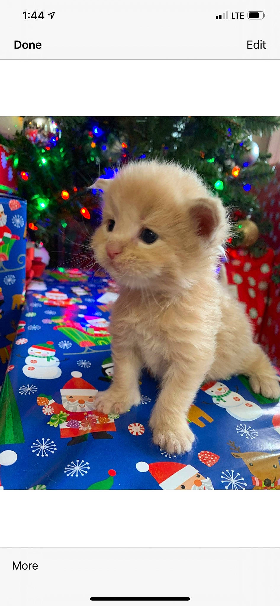 Freckles joined the competition — help win amazing prizes! carnivore, cat, christmas, christmas_decoration, christmas_eve, christmas_ornament, christmas_tree, conifer, felidae, fir, fur, holiday, holiday_ornament, interior_design, kitten, ornament, small_to_medium_sized_cats, stuffed_toy, toy, whiskers