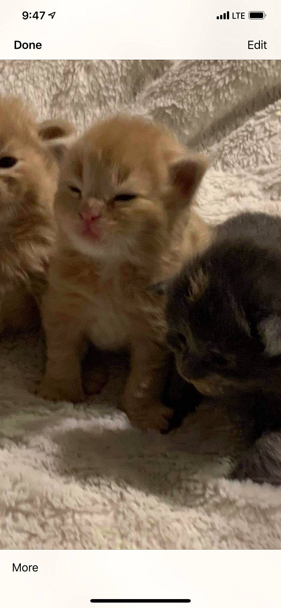 Freckles is registered to the contest to win money with this photo: brown, carnivore, cat, fawn, felidae, fur, kitten, skin, small_to_medium_sized_cats, snout, vertebrate, whiskers