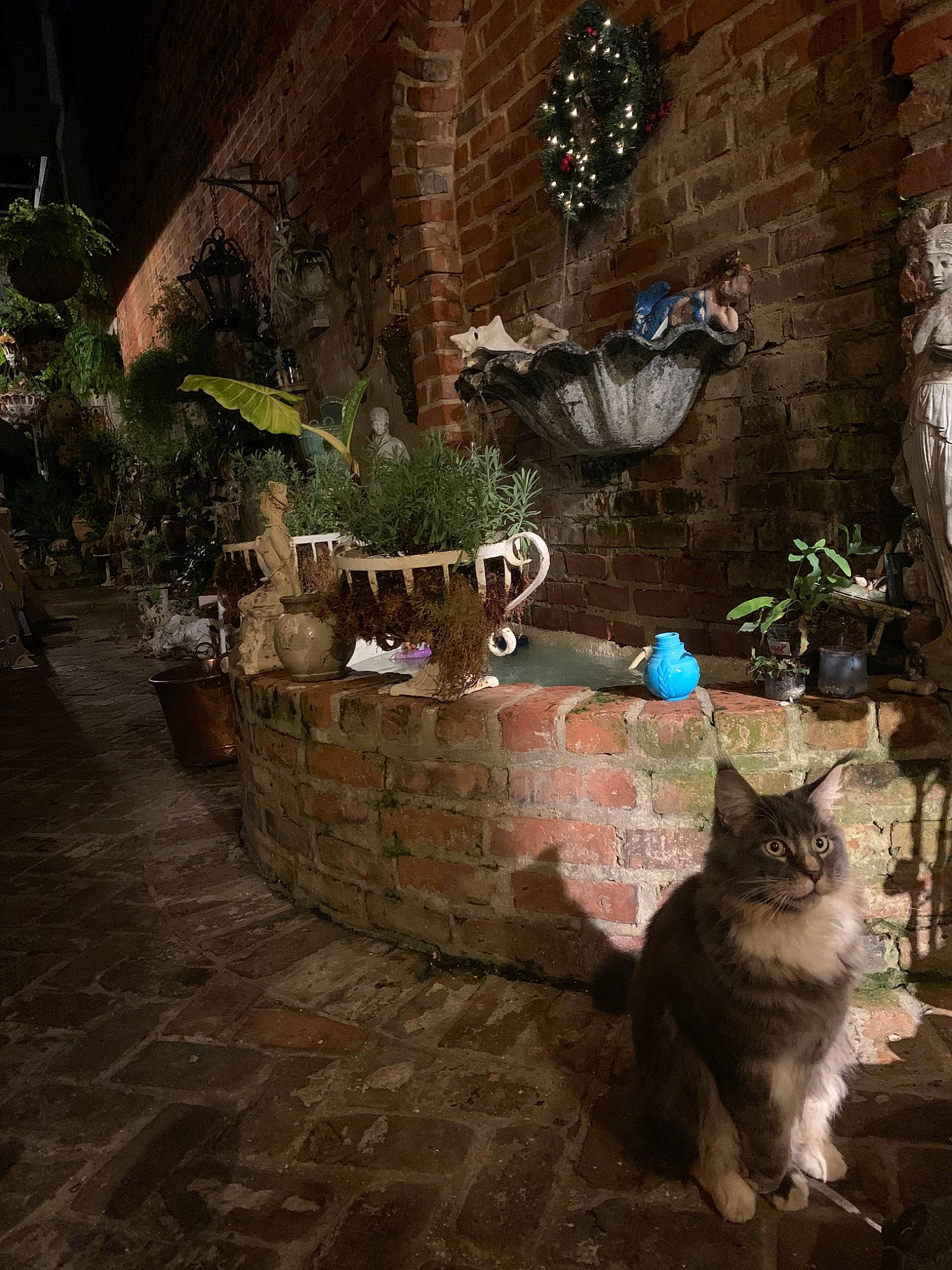 Pierre joined the competition — help win amazing prizes! carnivore, cat, felidae, fictional_character, small_to_medium_sized_cats, whiskers