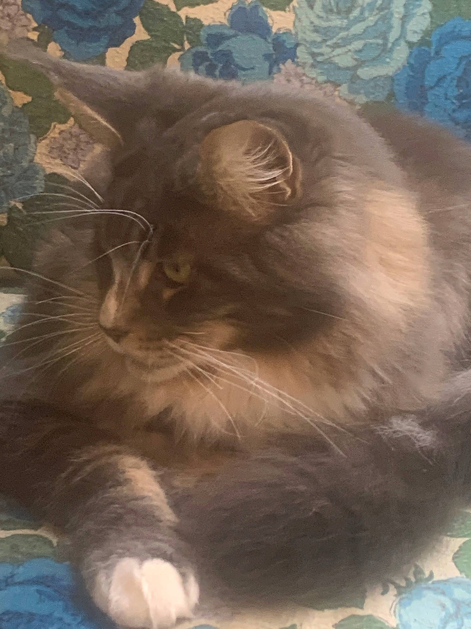 Pierre joined the competition — help win amazing prizes! carnivore, cat, felidae, fur, organism, small_to_medium_sized_cats, snout, terrestrial_animal, vertebrate, whiskers