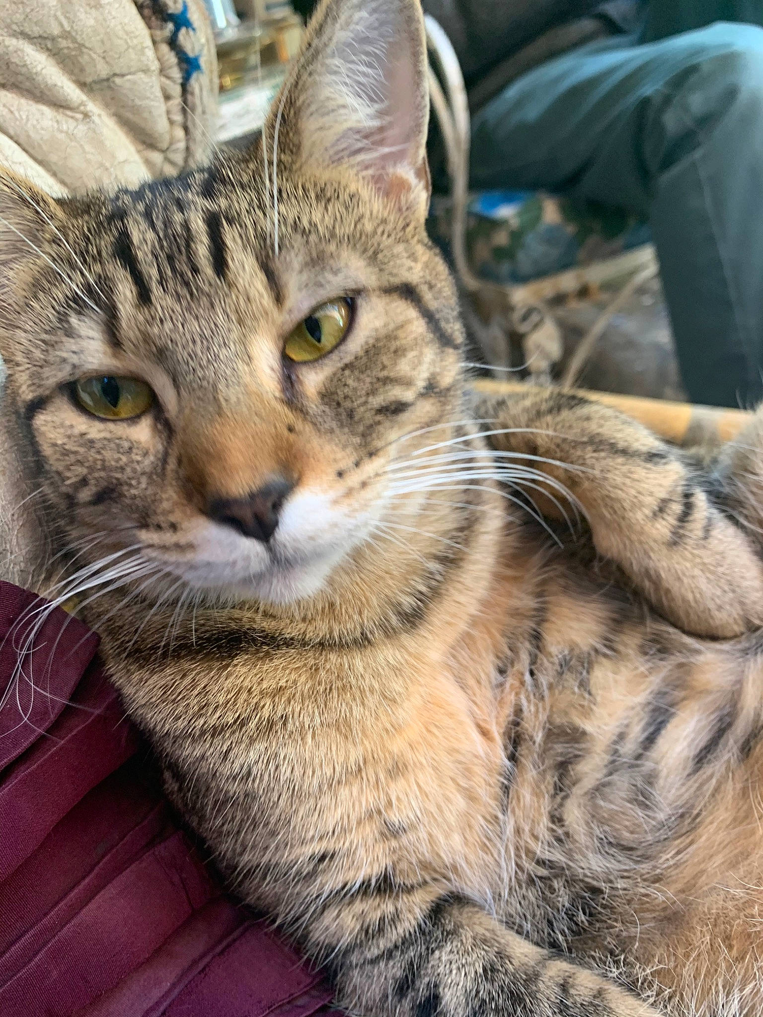 Crescent Moon joined the competition — help win amazing prizes! carnivore, cat, domestic_short_haired_cat, european_shorthair, felidae, fur, small_to_medium_sized_cats, snout, tabby_cat, terrestrial_animal, toe, vertebrate, whiskers