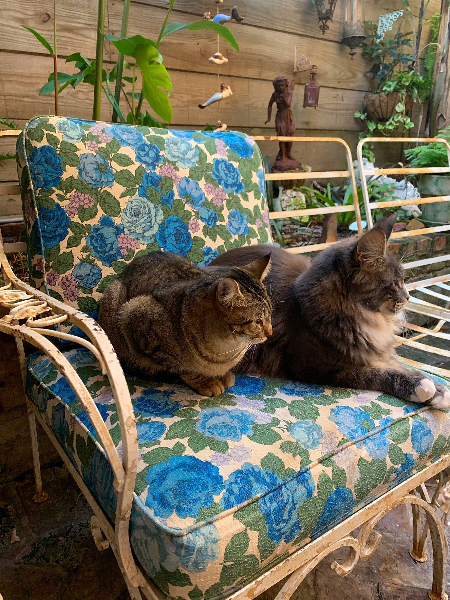 Crescent Moon joined the competition — help win amazing prizes! carnivore, cat, felidae, flowerpot, fur, herb, houseplant, mammal, outdoor_furniture, small_to_medium_sized_cats, vertebrate, whiskers