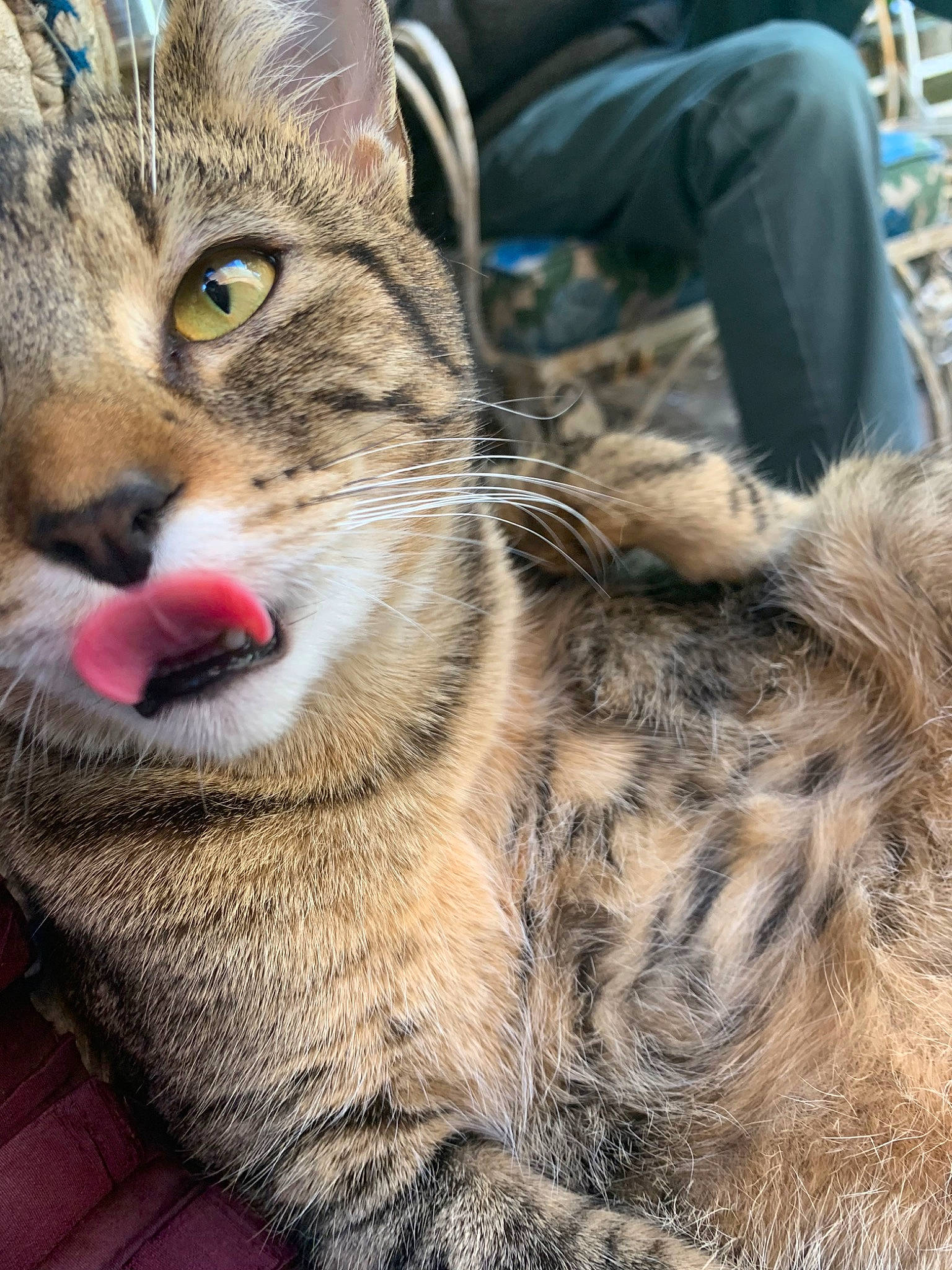 Crescent Moon is registered to the contest to win money with this photo: california_spangled, carnivore, cat, close_up, fawn, felidae, fur, iris, natural_material, skin, small_to_medium_sized_cats, snout, tabby_cat, terrestrial_animal, vertebrate, whiskers