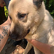 Mystère participe au concours pour gagner de l'argent avec cette photo : dog, pet, animal, outdoor, nature, person, hand, tattoo, fur, closeup, brown, canine, gentle, companion, friendly, sunlight, trees, grass, skin, casual