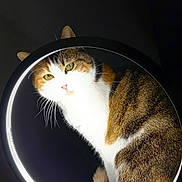 Iris a rejoint le concours — aidez-le/la à gagner de superbes lots ! animal, black_background, calico, cat, close_up, curious, cute, domestic_cat, fur, green_eyes, indoor, lighting, pet, portrait, ring_light, shadow, sitting, tabby, whiskers, wooden_surface