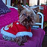 Rubis participe au concours pour gagner de l'argent avec cette photo :