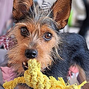 Vik Le Viking a rejoint le concours — aidez-le/la à gagner de superbes lots ! adorable, animal_photography, black_fur, black_nose, blurred_background, brown_fur, chewing, close_up, detailed_fur, dog, indoors, large_eyes, pet, playing, portrait, rope_toy, scruffy_dog, terrier, upright_ears, yellow_toy