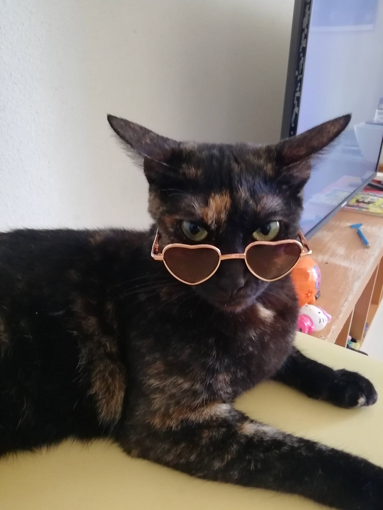 Chips a rejoint le concours — aidez-le/la à gagner de superbes lots ! black_cat, carnivore, cat, cat_supply, claw, comfort, domestic_short_haired_cat, ear, eyewear, felidae, fur, glasses, paw, small_to_medium_sized_cats, snout, tail, terrestrial_animal, whiskers