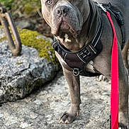Naya participe au concours pour gagner de l'argent avec cette photo : alert, animal, background, canine, closeup, dog, ears, eyes, fur, gray_dog, harness, leash, moss, nature, outdoor, paws, pet, rock, standing, walk