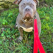 Naya participe au concours pour gagner de l'argent avec cette photo : dog, leash, grass, outdoor, pet, animal, canine, sitting, brown, white_patch, collar, nature, stone_wall, curious, portrait, closeup, daylight, attention, ears, fence