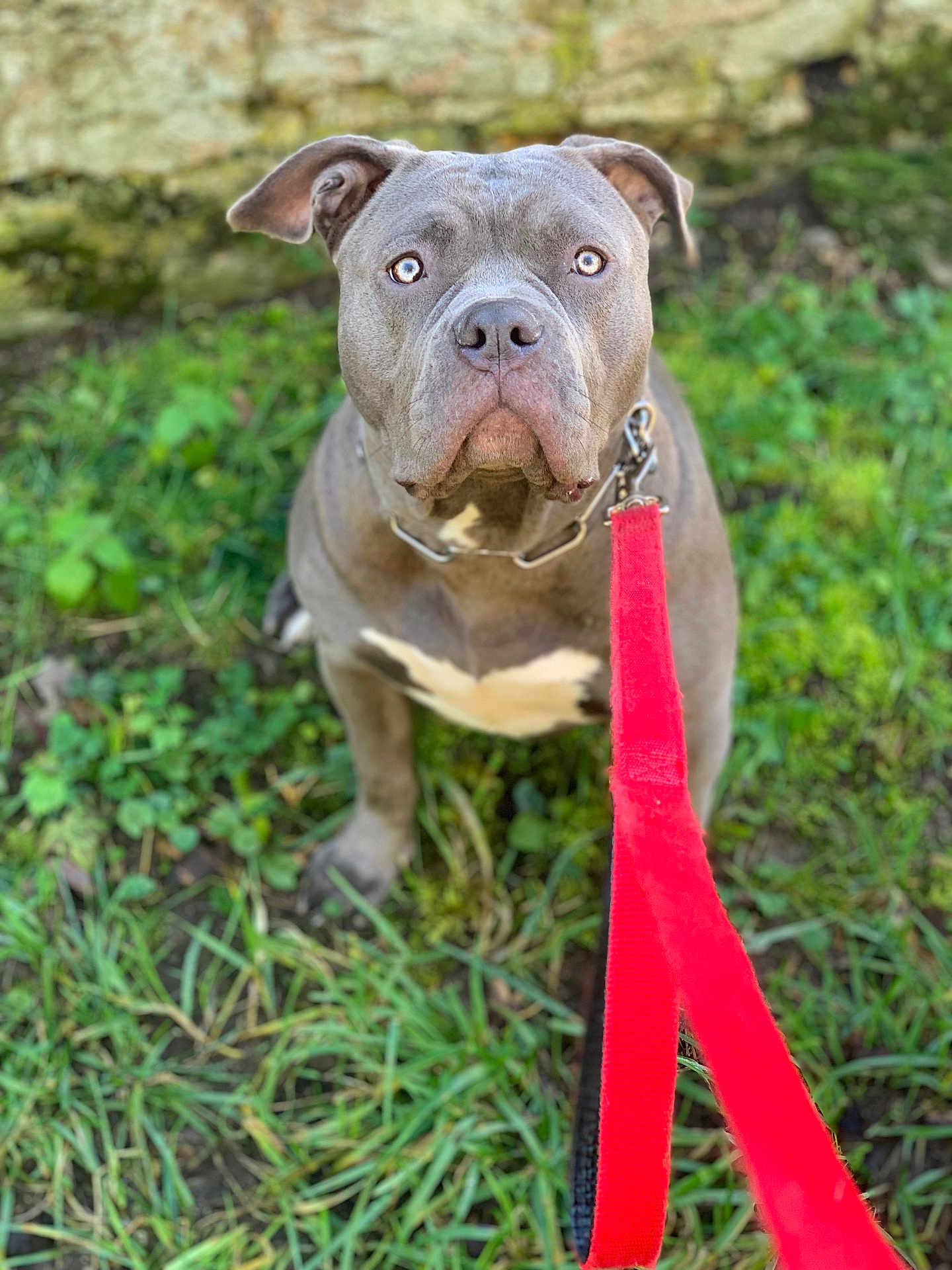 Naya participe au concours pour gagner de l'argent avec cette photo : dog, leash, grass, outdoor, pet, animal, canine, sitting, brown, white_patch, collar, nature, stone_wall, curious, portrait, closeup, daylight, attention, ears, fence