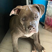 Naya participe au concours pour gagner de l'argent avec cette photo : attentive, background_blur, blue_eyes, brown_coat, canine, closeup, companion, dog, ears, friendly, indoor, looking_up, natural_light, nose, paws, pet, pitbull, portrait, tile_floor, whiskers