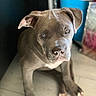 Naya participe au concours pour gagner de l'argent avec cette photo : attentive, background_blur, blue_eyes, brown_coat, canine, closeup, companion, dog, ears, friendly, indoor, looking_up, natural_light, nose, paws, pet, pitbull, portrait, tile_floor, whiskers
