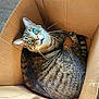 animal, blue_eyes, cardboard_box, cat, close_up, cozy, curled_up, cute, ears, feline, indoor, looking_up, pet, relaxed, shadow, striped, sunlight, tabby, tail, whiskers