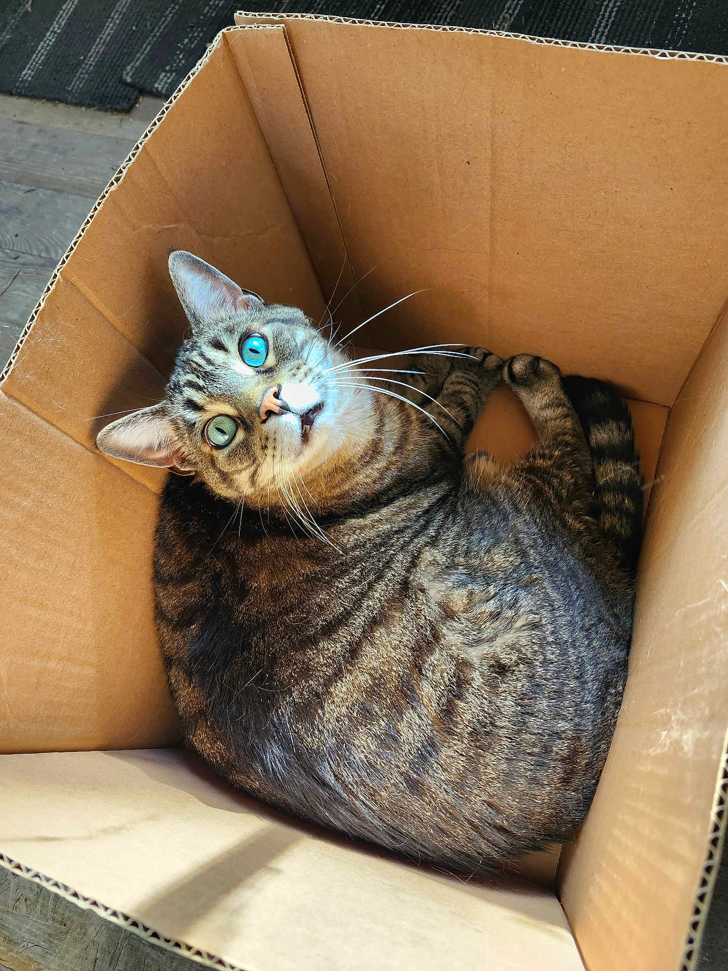 Kitty La Rue joined the competition — help win amazing prizes! animal, blue_eyes, cardboard_box, cat, close_up, cozy, curled_up, cute, ears, feline, indoor, looking_up, pet, relaxed, shadow, striped, sunlight, tabby, tail, whiskers