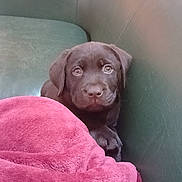 Princesse participe au concours pour gagner de l'argent avec cette photo : puppy, dog, chocolate_labrador, couch, leather, blanket, magenta, cozy, indoor, pet, animal, cute, fur, young, looking, resting, comfort, domestic, companion, snuggle