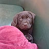 puppy, dog, chocolate_labrador, couch, leather, blanket, magenta, cozy, indoor, pet, animal, cute, fur, young, looking, resting, comfort, domestic, companion, snuggle