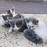 Lucky participe au concours pour gagner de l'argent avec cette photo : cat, kitten, four_kittens, furry, gray_and_white, white, animal, pet, cute, young, sitting, lying_down, outdoor, pavement, concrete, stone, group, portrait, whiskers, ears