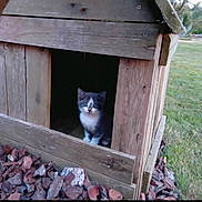 Lucky a rejoint le concours — aidez-le/la à gagner de superbes lots ! kitten, cat, animal, pet, blue_eyes, white_fur, gray_fur, sitting, doorway, wooden_shelter, shed, rustic, outdoor, garden, grass, fallen_leaves, portrait, looking_at_camera, cute, animal_face