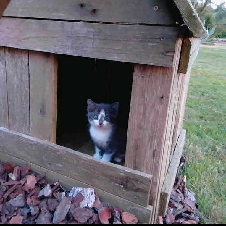 Lucky a rejoint le concours — aidez-le/la à gagner de superbes lots ! kitten, cat, animal, pet, blue_eyes, white_fur, gray_fur, sitting, doorway, wooden_shelter, shed, rustic, outdoor, garden, grass, fallen_leaves, portrait, looking_at_camera, cute, animal_face