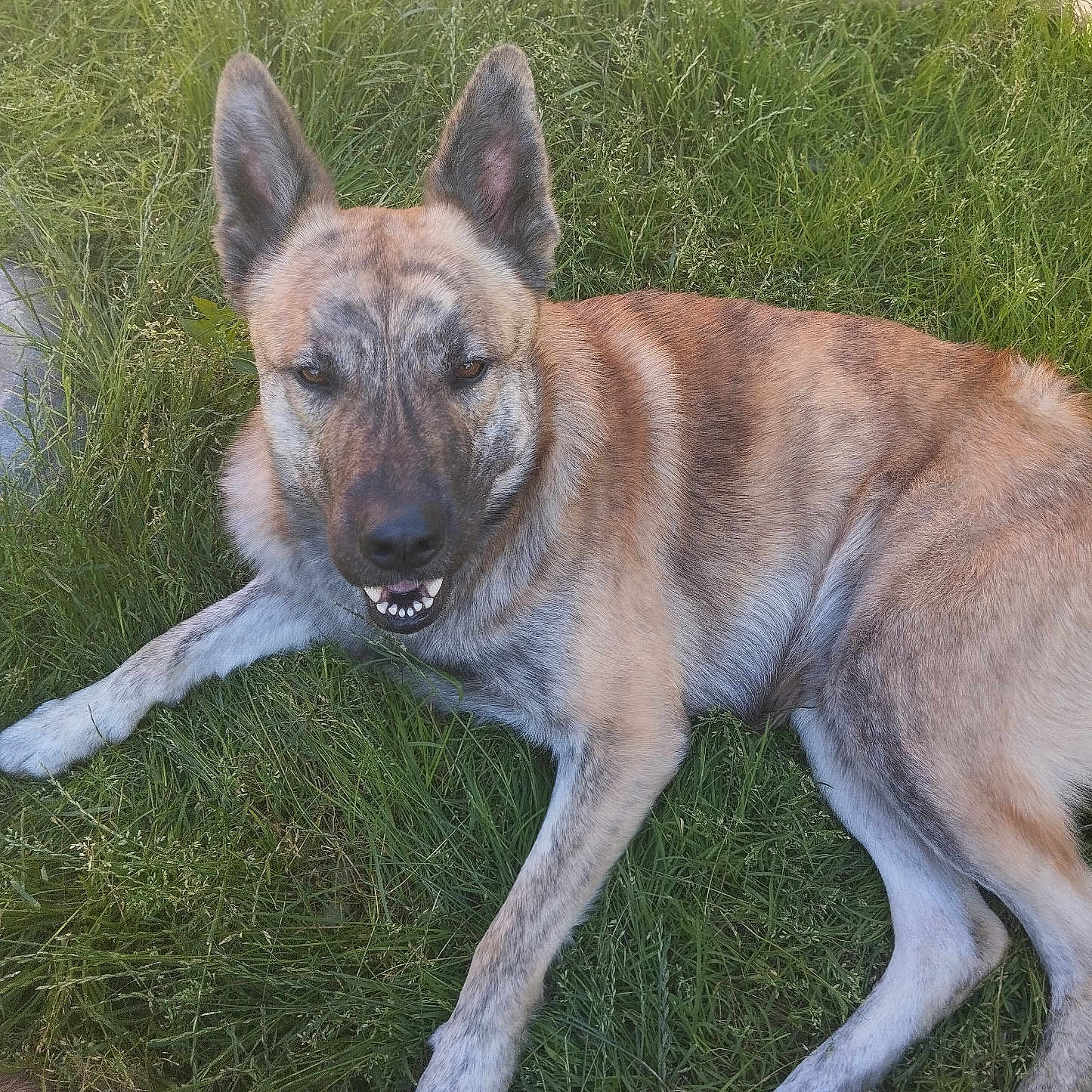 Rox participe au concours pour gagner de l'argent avec cette photo : animal, backyard, ball, canine, coyote, dog, field, germanshepherd, grass, grassland, green, husky, lawn, nature, outdoors, pet, plant, puppy, whitedog, yard