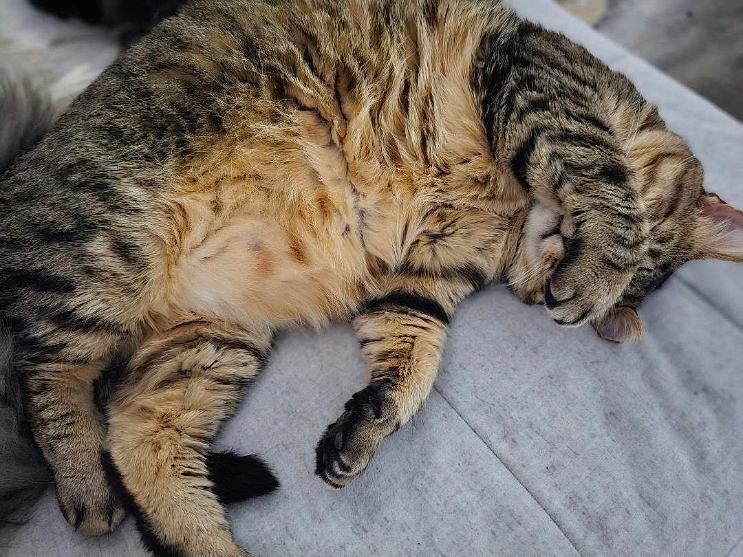 Brutus