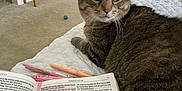 Brutus is registered to the contest to win money with this photo: cat, tabby, bedspread, book, pen, writing_instrument, indoor, quilt, feline, curious, resting, furniture, text, reading, animal, pet, home, carpet, table, writing