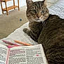 cat, tabby, bedspread, book, pen, writing_instrument, indoor, quilt, feline, curious, resting, furniture, text, reading, animal, pet, home, carpet, table, writing